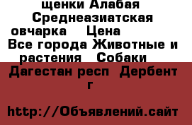 щенки Алабая (Среднеазиатская овчарка) › Цена ­ 15 000 - Все города Животные и растения » Собаки   . Дагестан респ.,Дербент г.